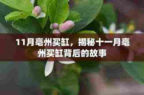揭秘十一月亳州买缸背后的故事，探寻缸的秘密与背后的故事