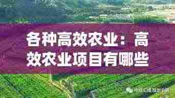 各种高效农业：高效农业项目有哪些 