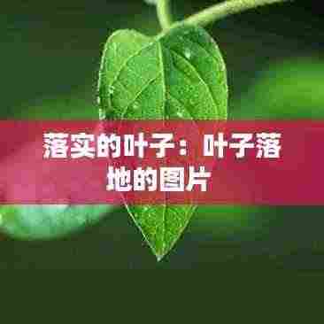 落实的叶子：叶子落地的图片 