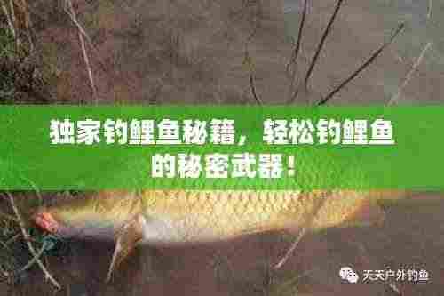 独家钓鲤鱼秘籍，轻松钓鲤鱼的秘密武器！